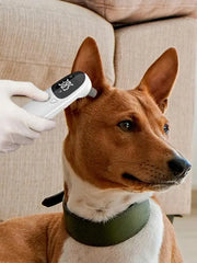 Non-Contact Digital Pet Thermometer – Accurate Ear & Forehead Temperature Measurement for Dogs & Cats - My Store Pet