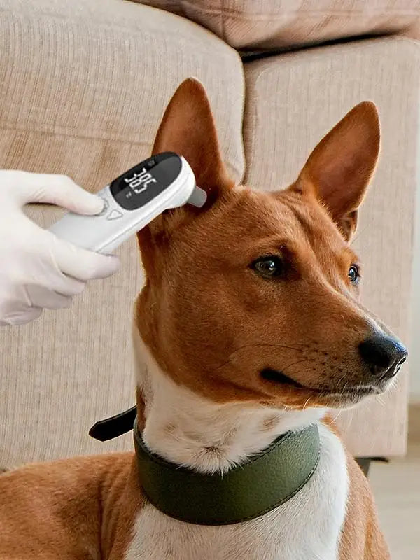 Non-Contact Digital Pet Thermometer – Accurate Ear & Forehead Temperature Measurement for Dogs & Cats - My Store Pet