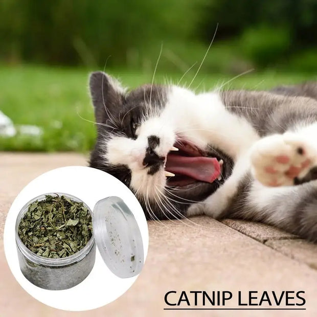 Catnip naturale organico Premium cattarts Cat Toy Cataria per eliminare i gatti Hairballs che assorbono gli alimenti integratore vitaminico - My Store Pet
