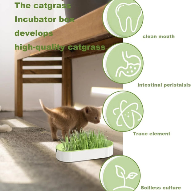 Scatola per erba idroponica per gatti, caramelle per gatti, erba per gatti, piantagione idroponica senza terreno - My Store Pet
