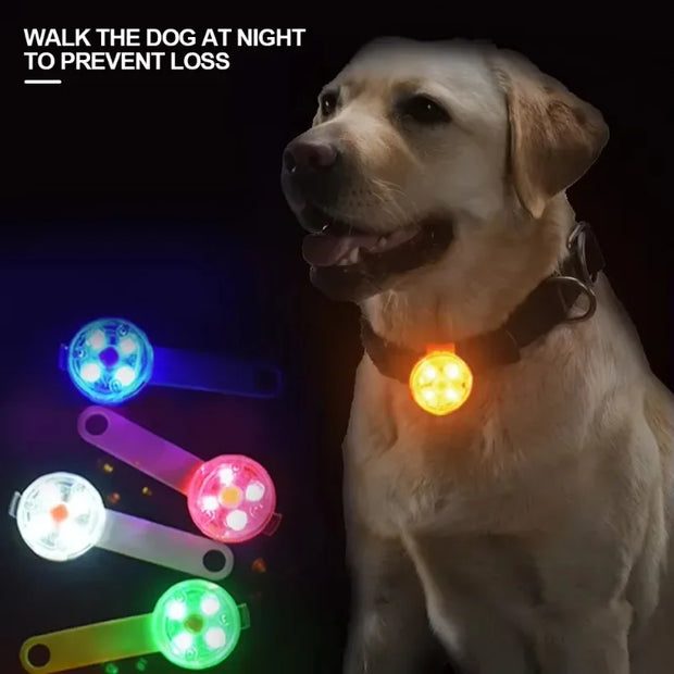 Collare per cani, collare per perdita, luce di sicurezza a LED resistente alle intemperie, collare luminoso a LED ricaricabile tramite USB, cane, gatto, animale domestico - My Store Pet