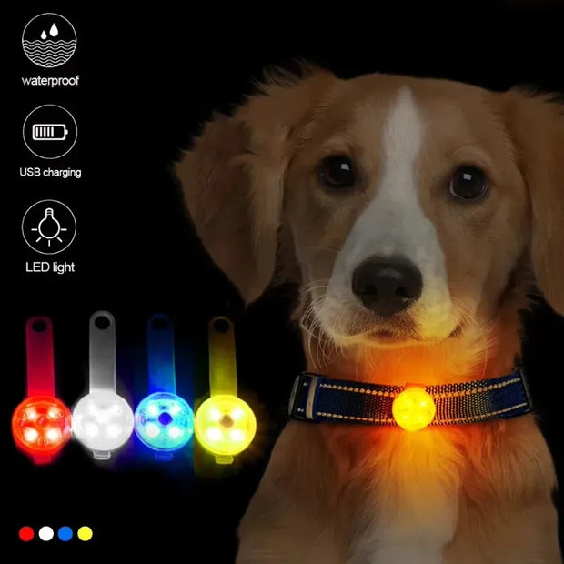 Collare per cani, collare per perdita, luce di sicurezza a LED resistente alle intemperie, collare luminoso a LED ricaricabile tramite USB, cane, gatto, animale domestico - My Store Pet